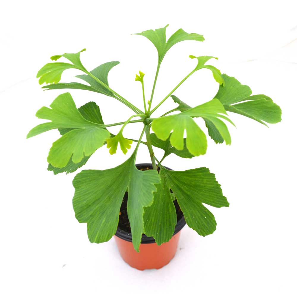 Ginkgo biloba
