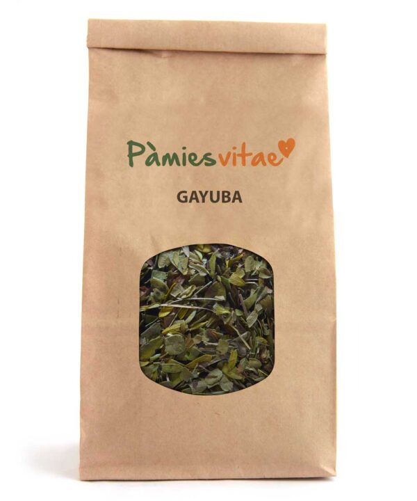 GAYUBA - Arctostaphylos uva-ursi