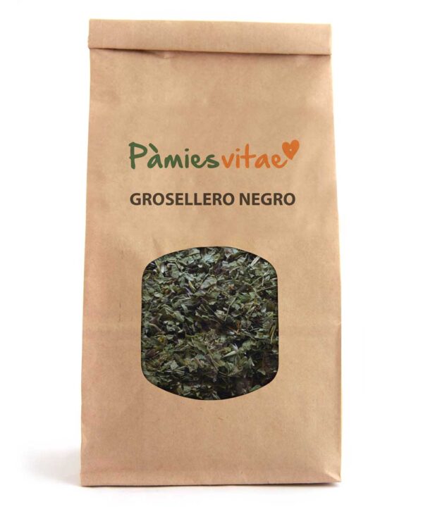 GROSELLERO NEGRO - Ribes nigrum