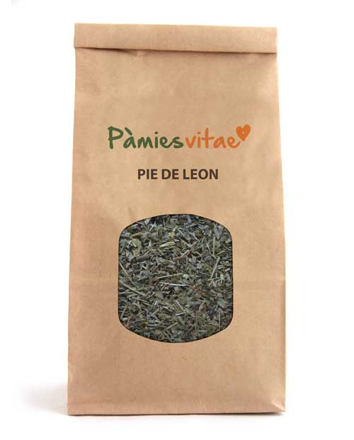 PIE DE LEON - Alchemilla vulgaris