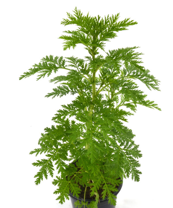 Artemisia annua