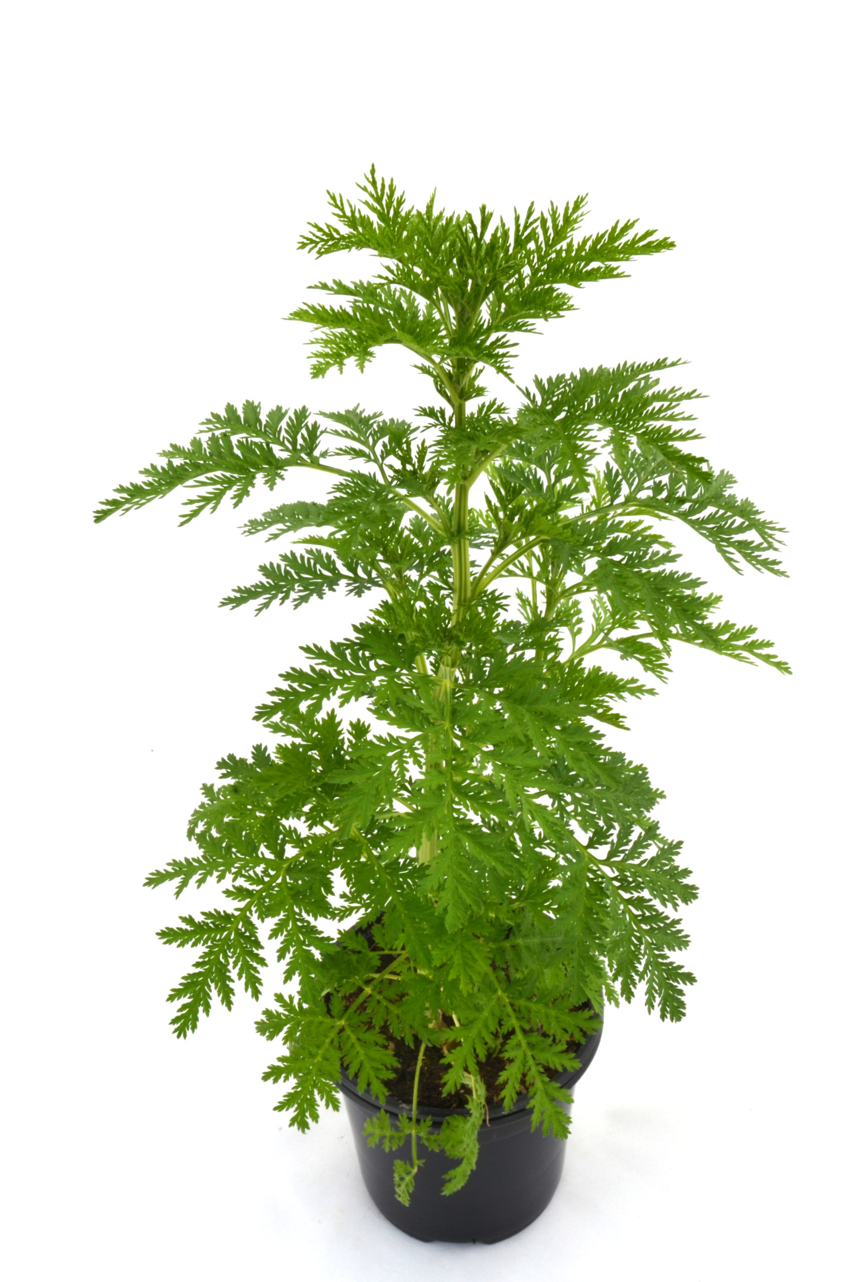 Artemisia annua