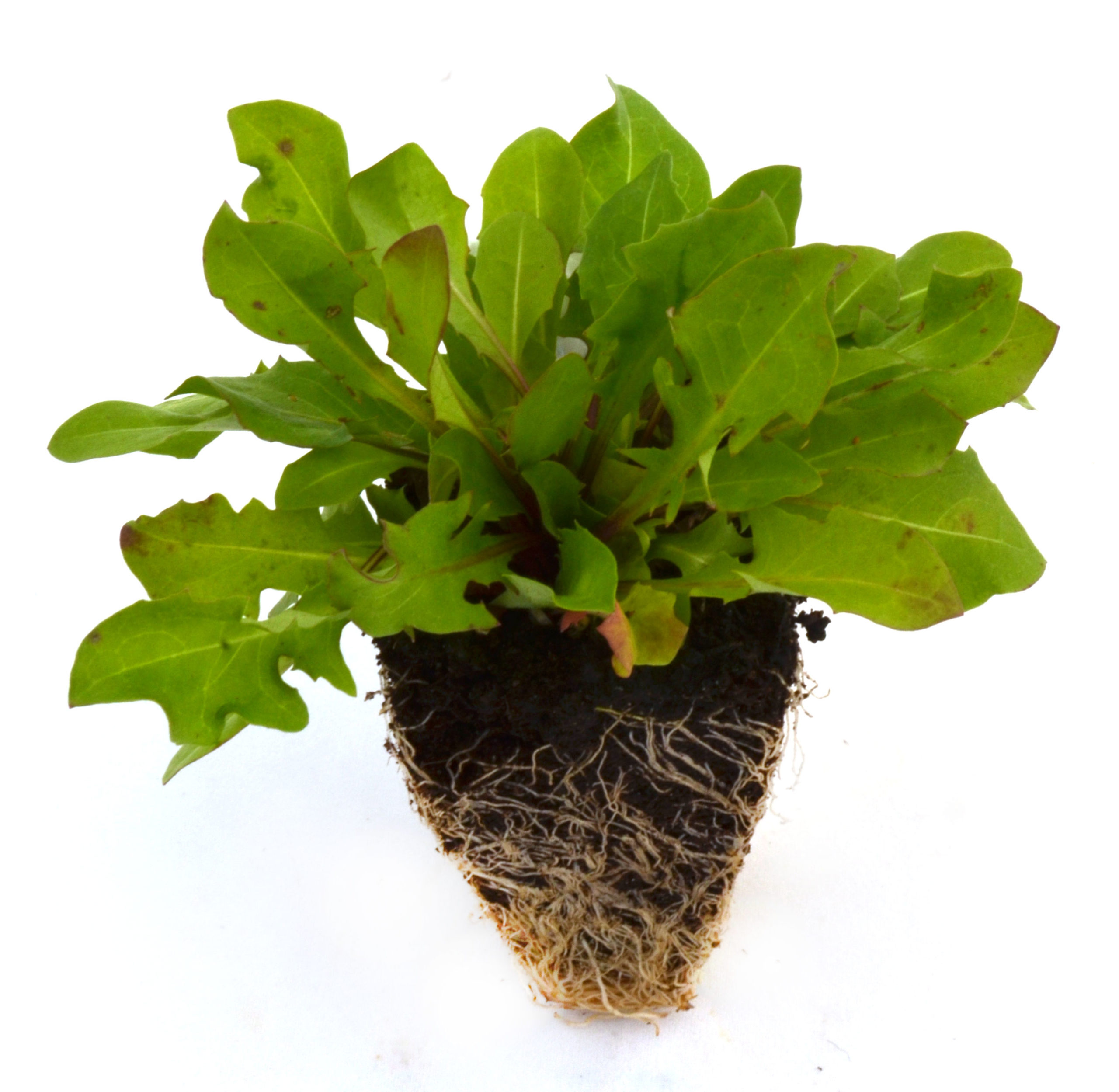 Diente de león
