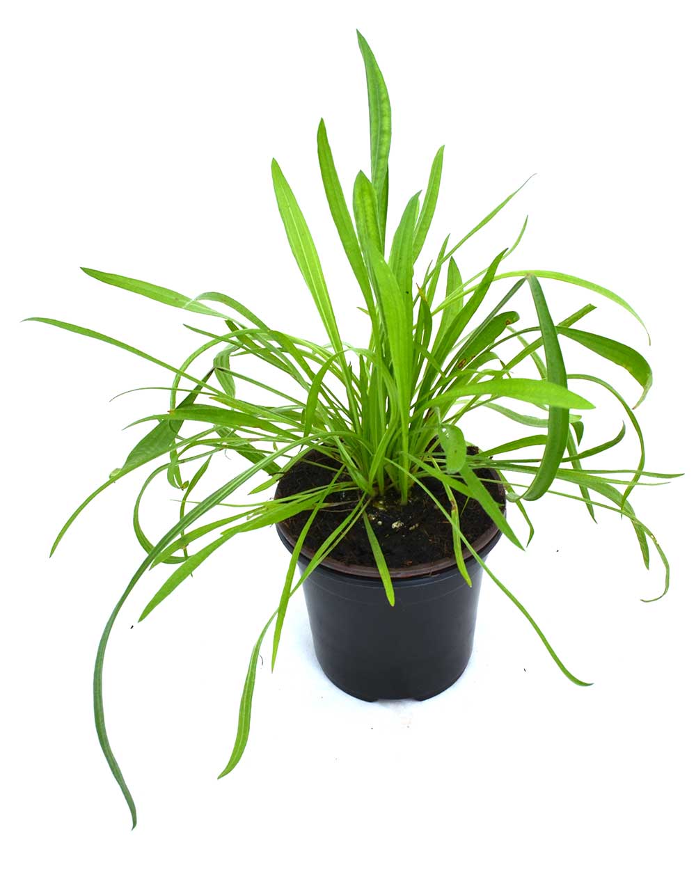Llantén hoja estrecha