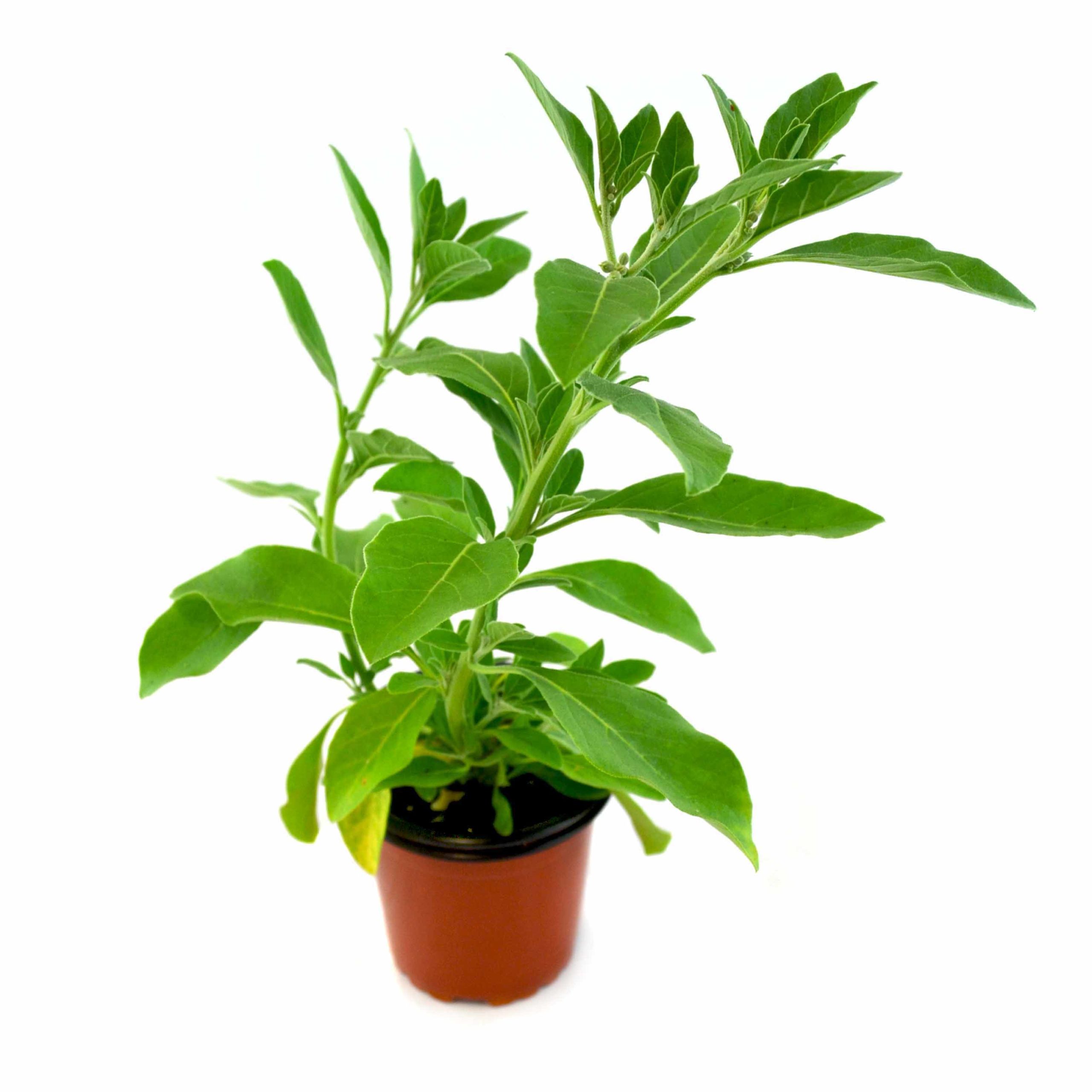 Ashwagandha