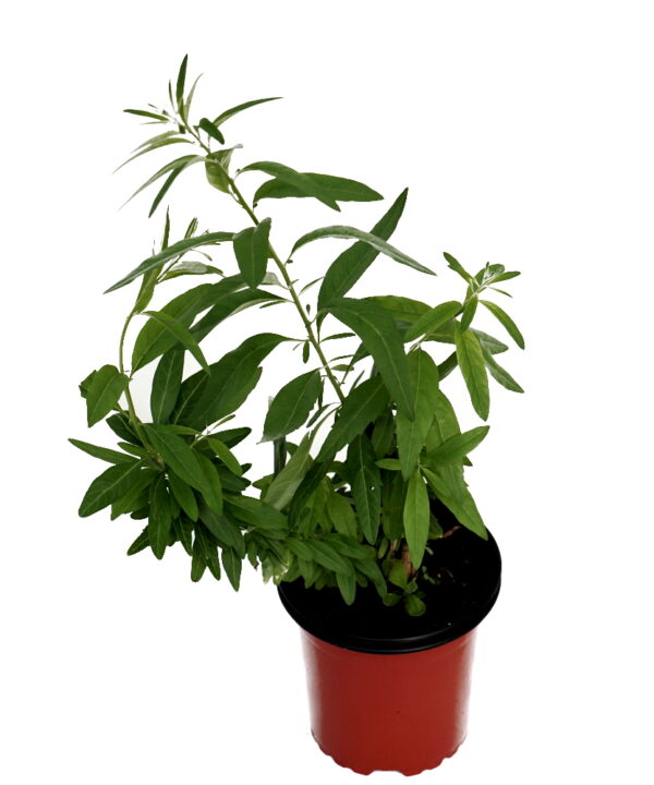 Té de burro
