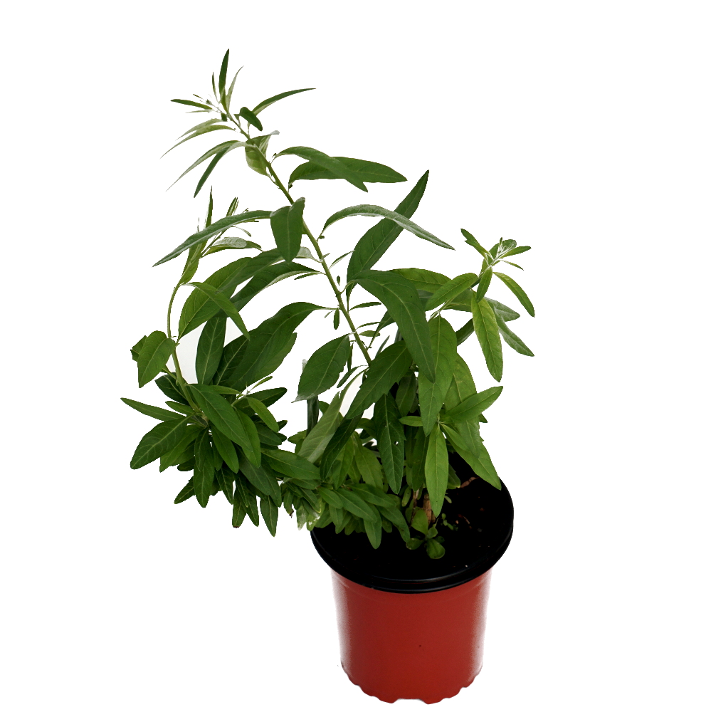 Té de burro