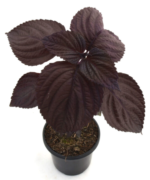 Perilla morada