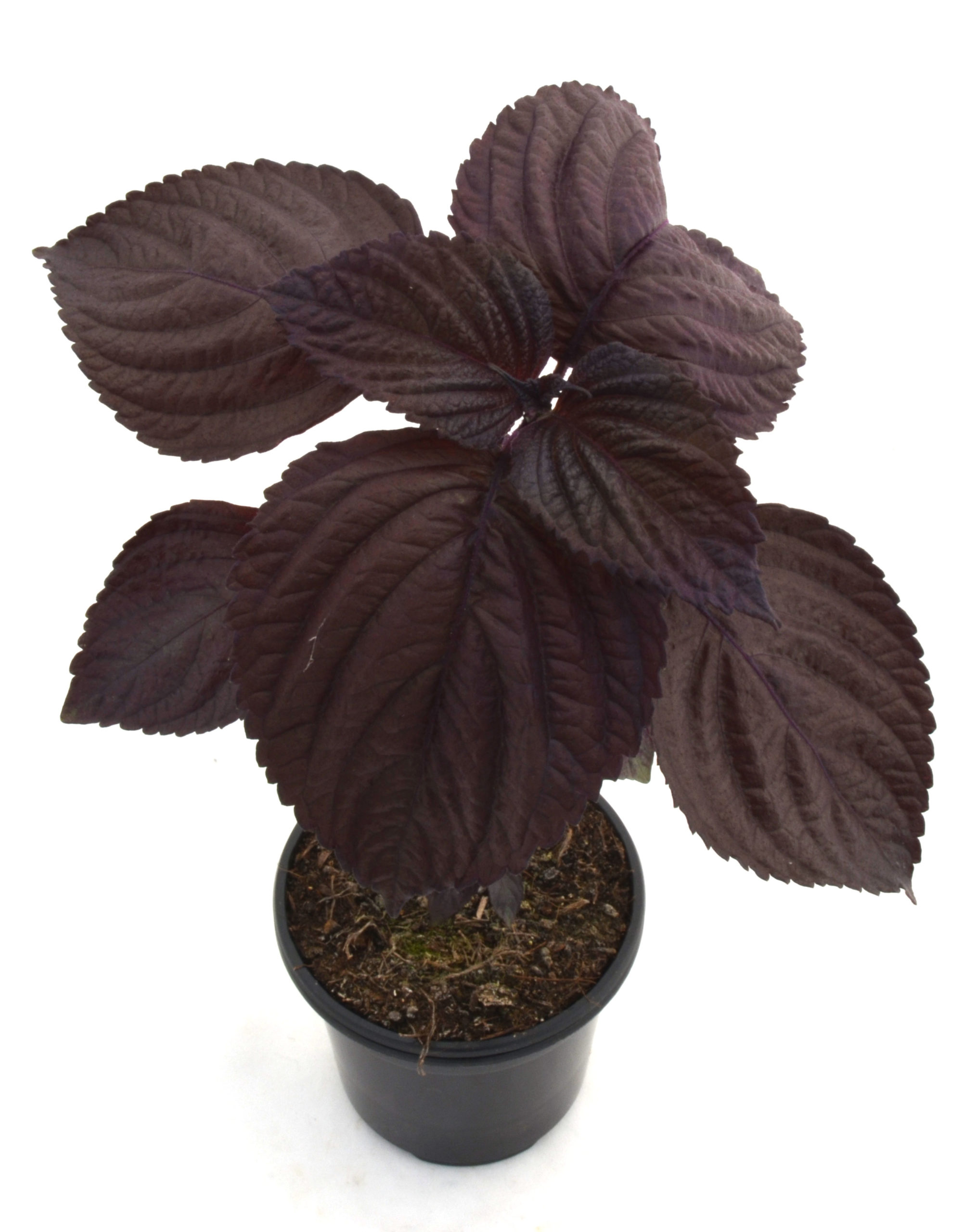 Perilla morada