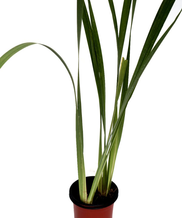 Cálamo