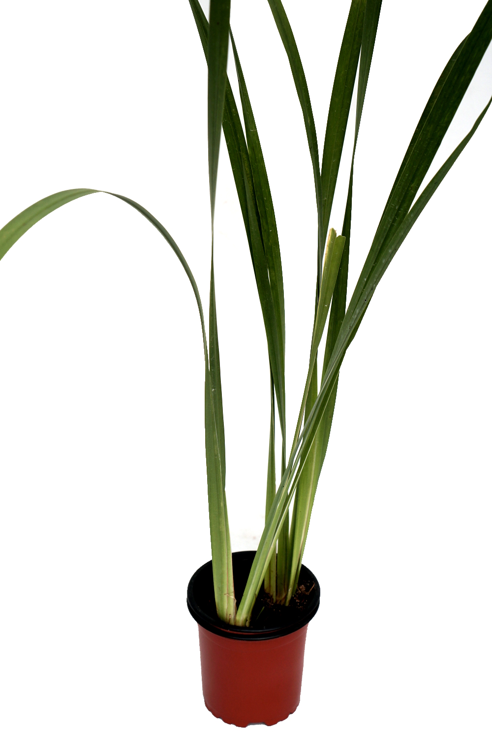 Cálamo