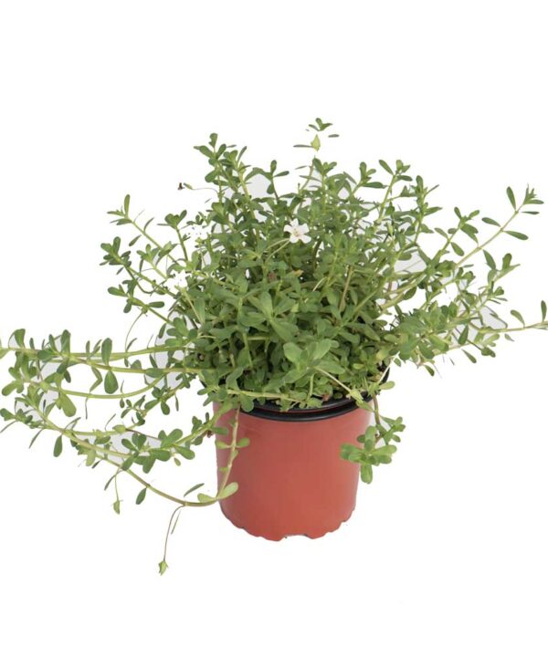 Brahmi