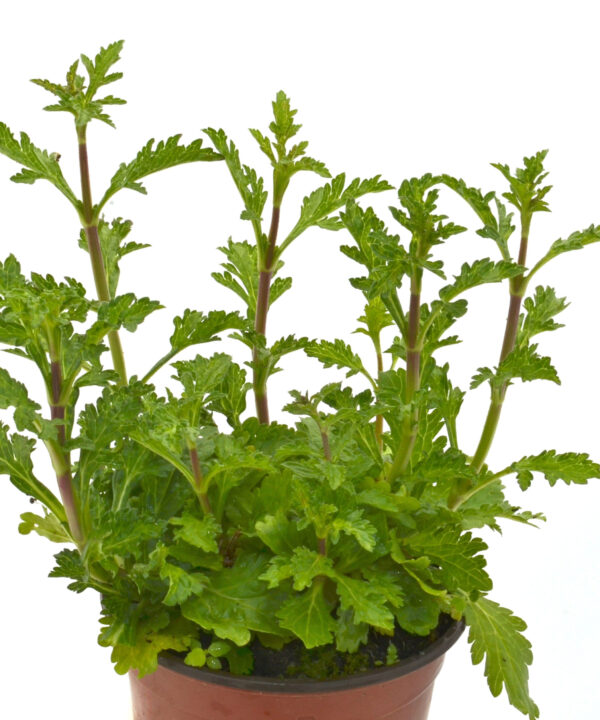 Verbena
