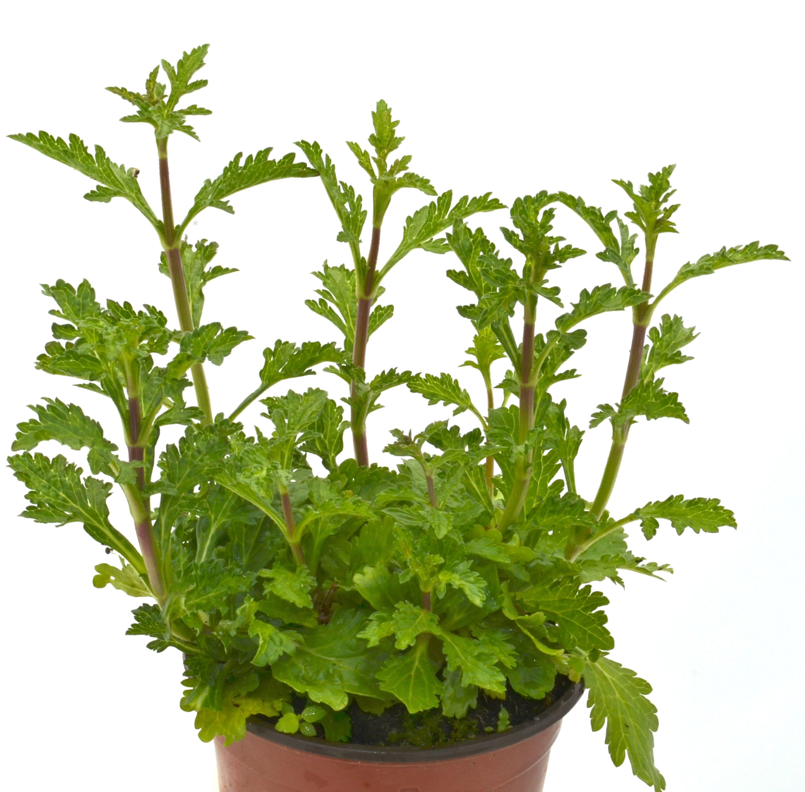 Verbena