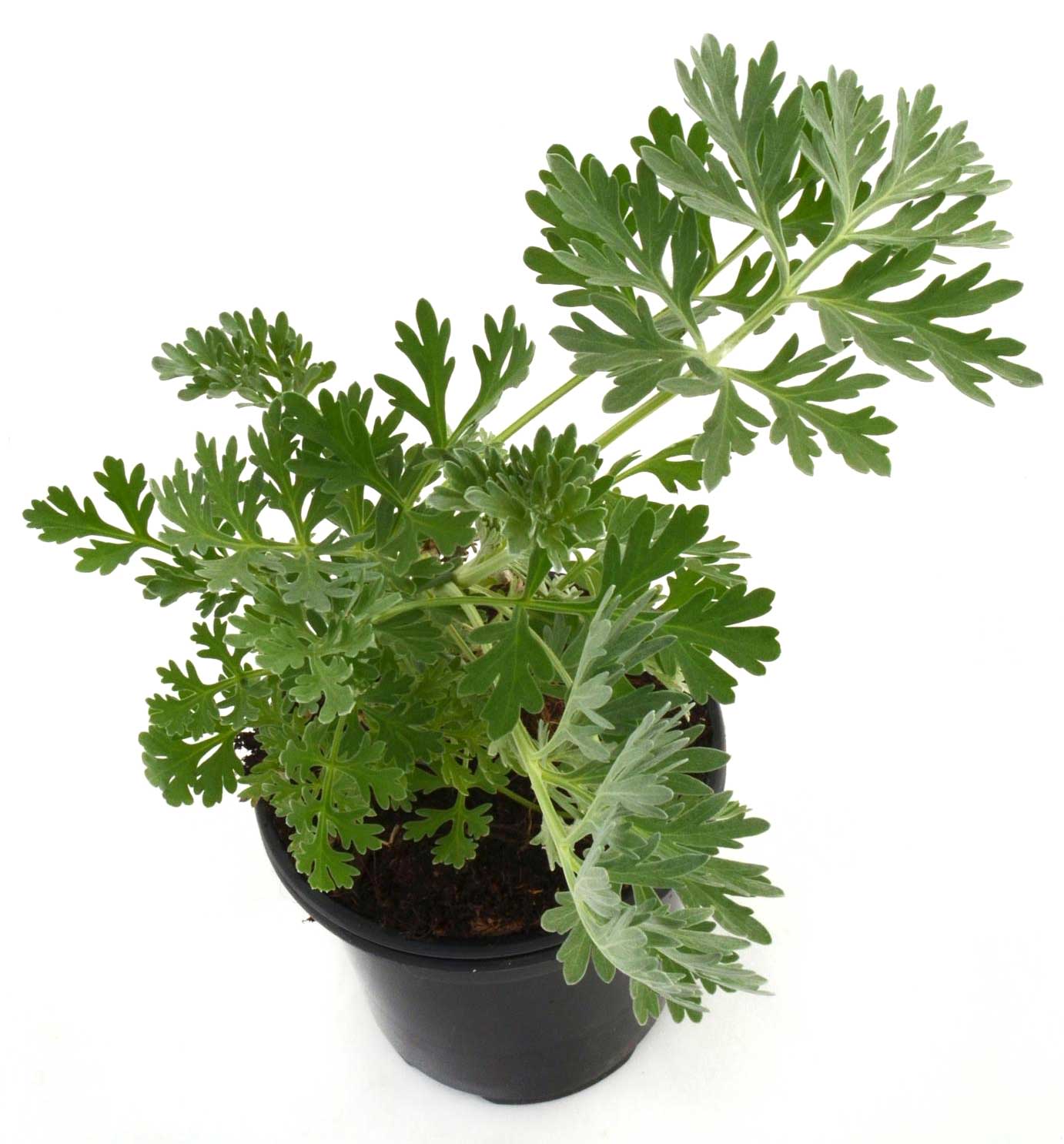 Artemisa ajenjo