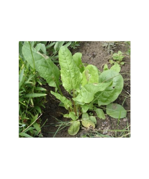 Acedera verde