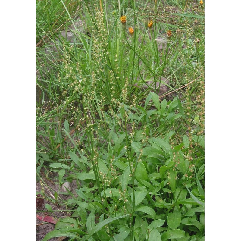 Acederilla