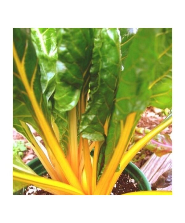 Acelga color amarillo