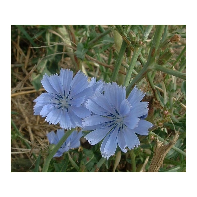 Achicoria