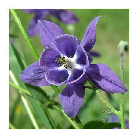 Aguileña común