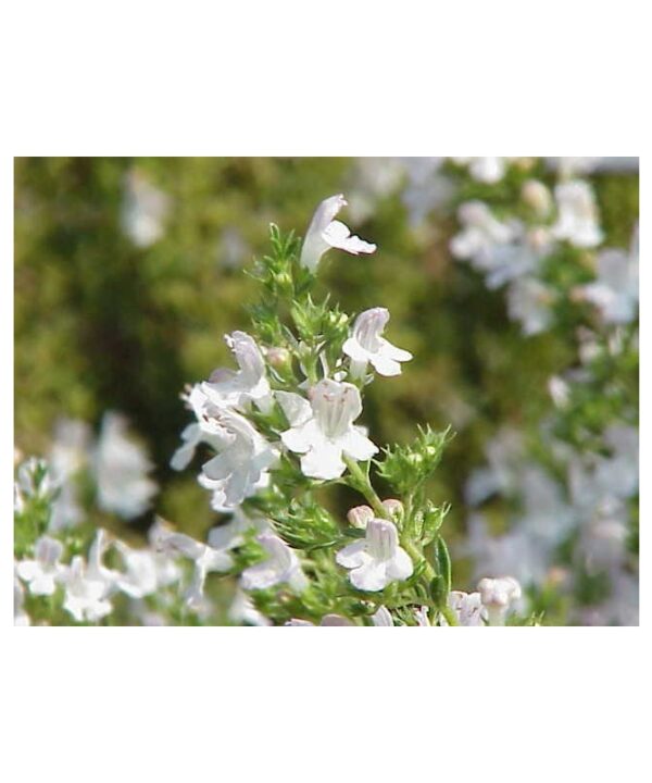 Ajedrea perenne