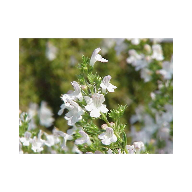 Ajedrea perenne