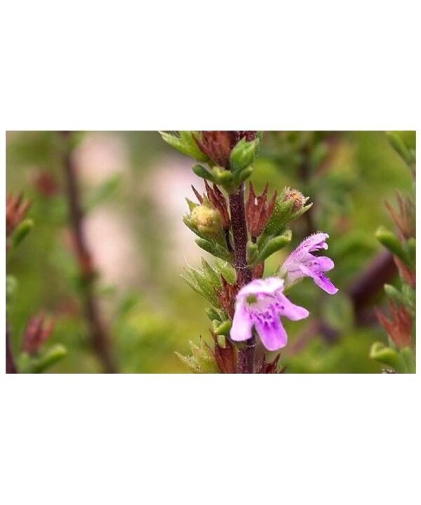 Ajedrea silvestre