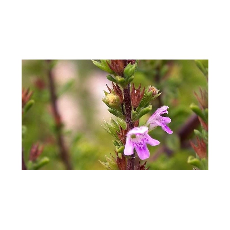 Ajedrea silvestre