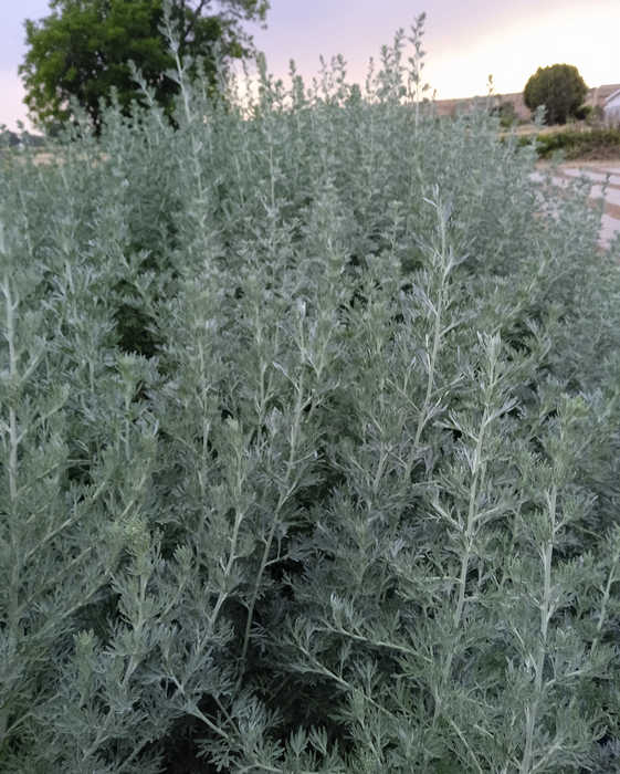 Artemisia absinthum (Ajenjo)