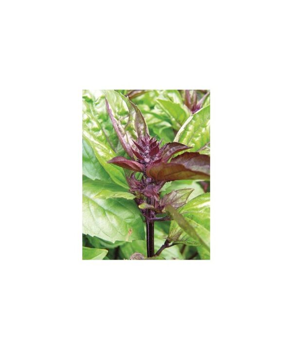 Albahaca canela