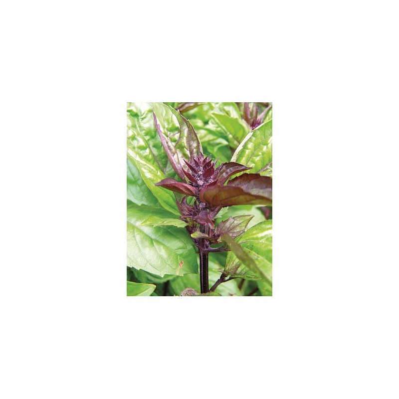 Albahaca canela