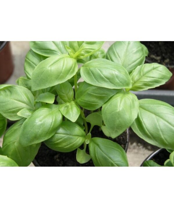 Albahaca pesto