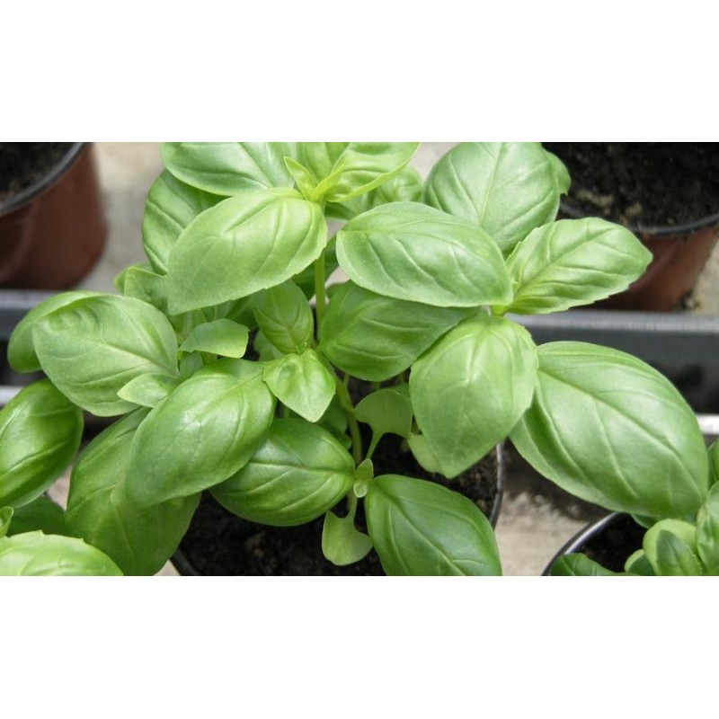 Albahaca pesto