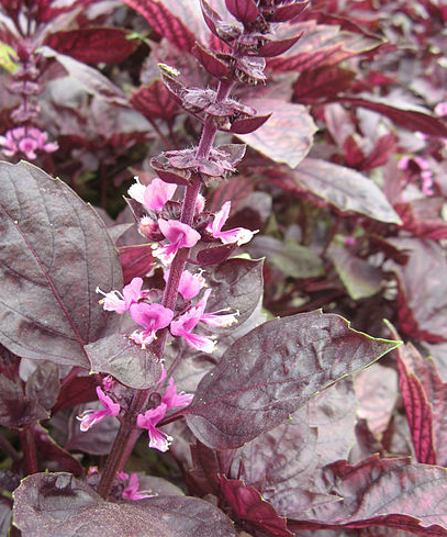 Albahaca morada