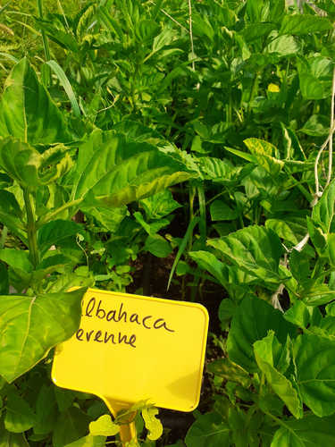 Albahaca perenne