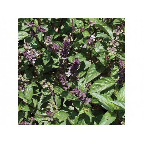 Albahaca sabor regaliz