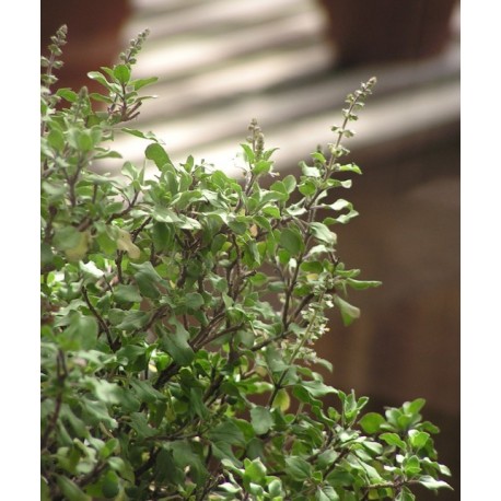 Albahaca Tailandesa