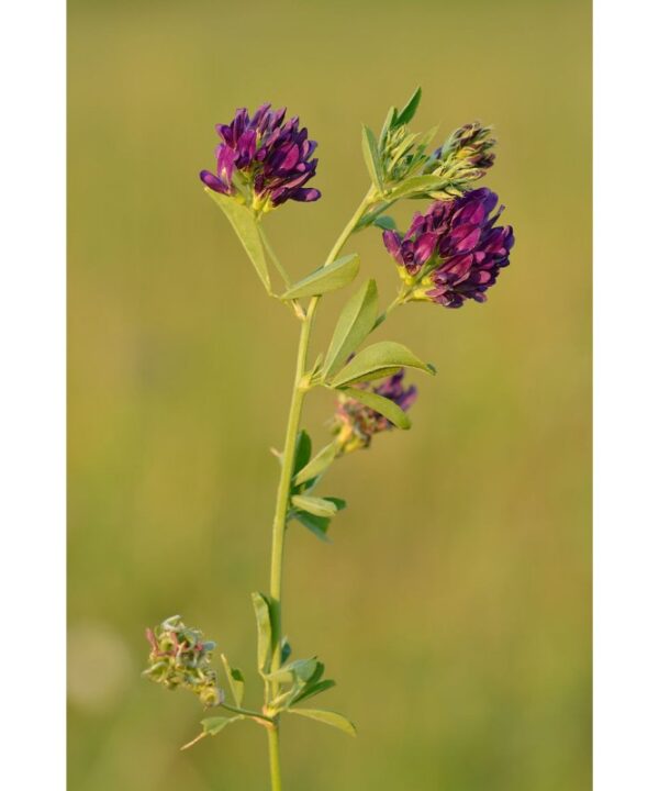 Alfalfa