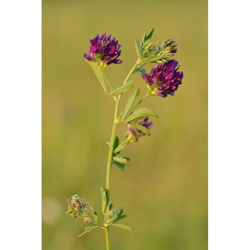 Alfalfa