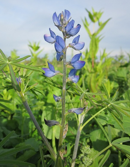 Altramuz azul