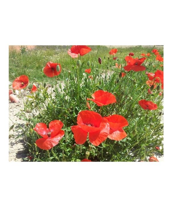 Amapola
