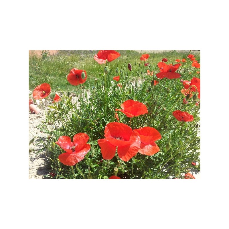 Amapola