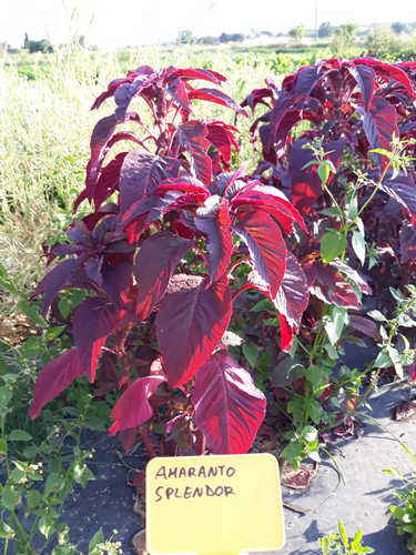 Amaranto Esplendor