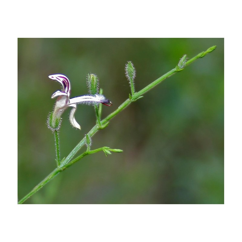 Andrographis