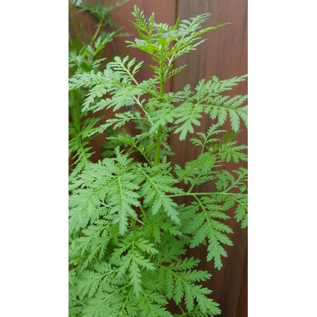 Artemisa annua