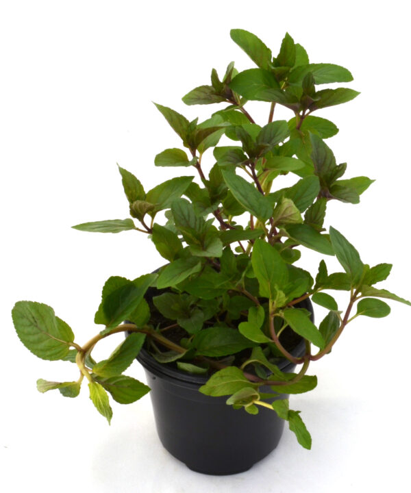 Menta piperita chocolate