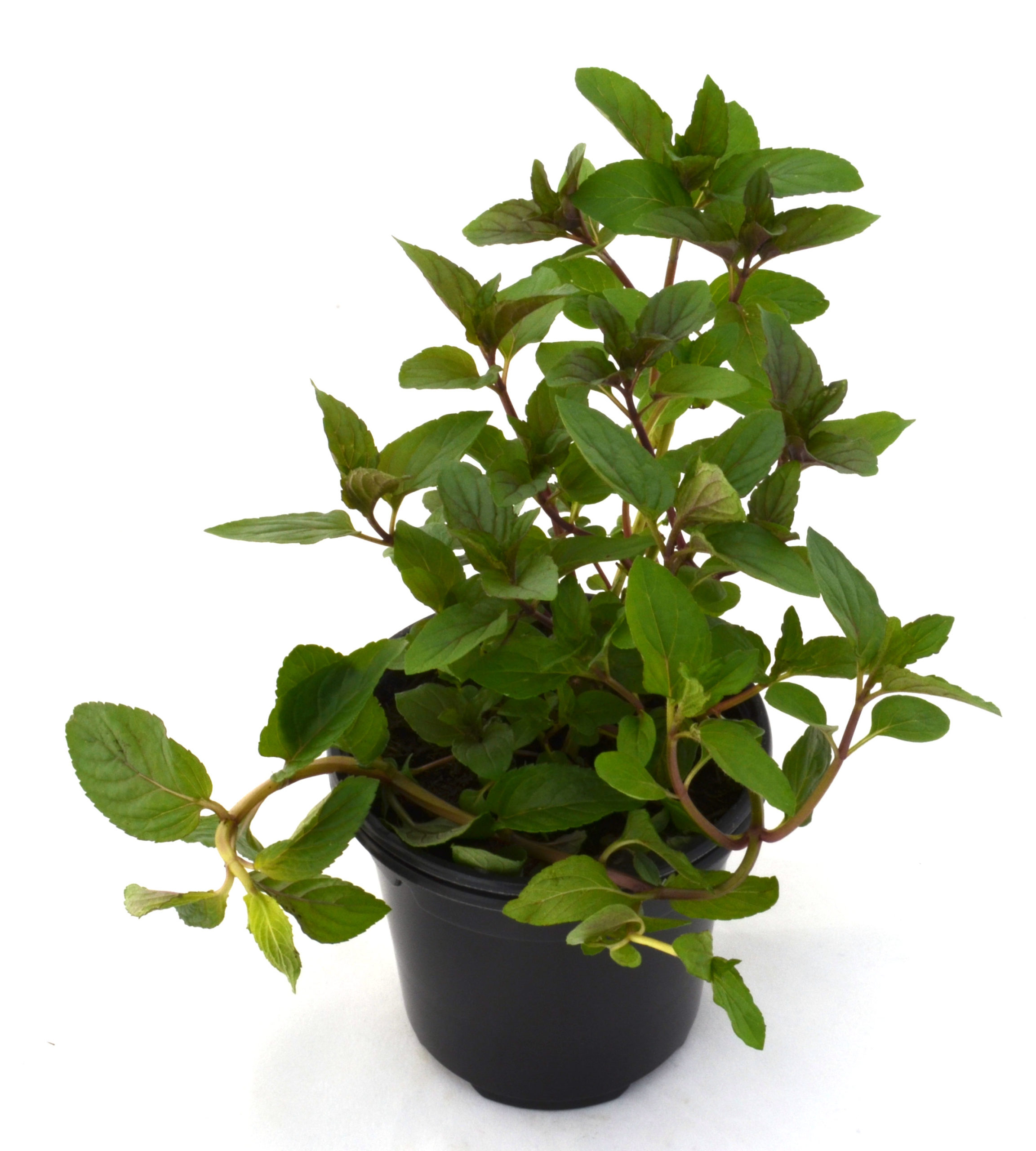 Menta piperita chocolate