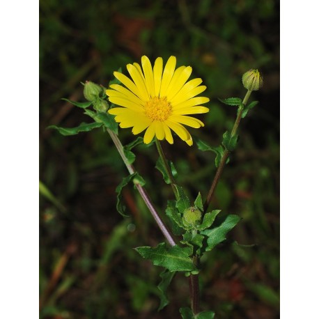 Caléndula Arvensis