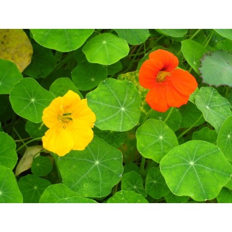 Capuchina