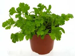 Cilantro